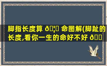 脚指长度算 🦁 命图解(脚趾的长度,看你一生的命好不好 🐠 )